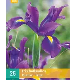 Iris Blauw - 25 Bollen - 50 cm. Hoog - Zomerbloeiers Online Kopen?