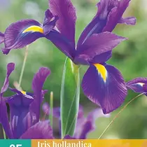 Iris Hollandica Blue - 25 Bulbs