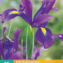 Iris Hollandica Blau - 25 Blumenzwiebeln