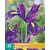 Iris Hollandica Blauw - 25 Bollen