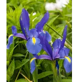Iris Blauw - 25 Bollen - 50 cm. Hoog - Zomerbloeiers Online Kopen?
