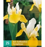 Iris Hollandica Symphony - 25 Bulbs - White / Yellow - Buy Flowerbulbs?