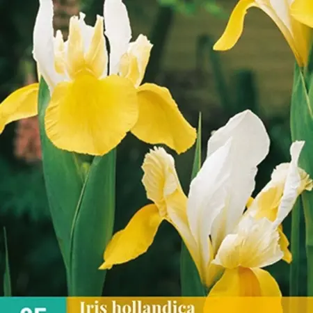 Iris Hollandica Symphony - 25 Bollen - Wit / Geel - Bloembollen Kopen?