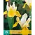 Iris Hollandica Symphony - 25 Bollen