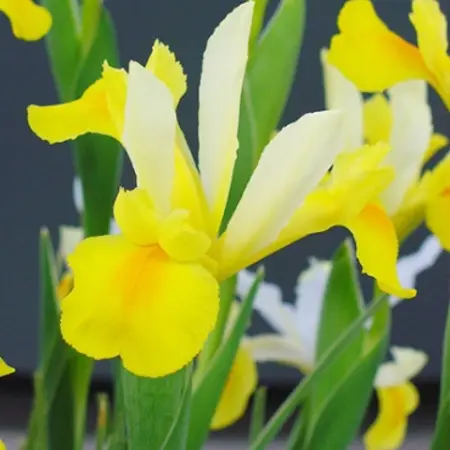 Iris Hollandica Symphony - 25 Bulbs - White / Yellow - Buy Flowerbulbs?
