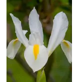 Iris Hollandica Wit - 25 Bollen - Zomerbloeiers Kopen? Garden-Select.com