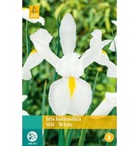 Iris Hollandica Wit - 25 Bollen - Zomerbloeiers Kopen? Garden-Select.com