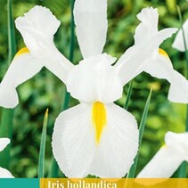 Iris Hollandica Weiß - 25 Blumenzwiebeln