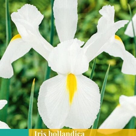 Iris Hollandica White - 25 Bulbs - Buy Summer Flowers? Garden-Select.com
