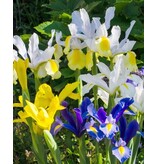 Iris Hollandica Mix - 25 Bollen - Gemengde Irisbloemen - Zomerbloeiers Kopen?