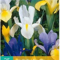 Iris Hollandica Mix - 25 Bulbs