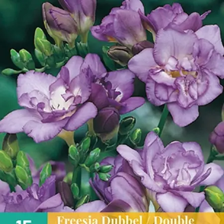 Freesia Double Blue - Buy Fragrant Garden Flowers? Garden Select