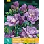 Freesia Double Blue - Buy Fragrant Garden Flowers? Garden Select