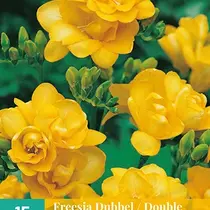 Freesia Double Yellow - 15 bulbs