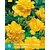 Freesia Double Yellow - 15 bulbs