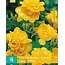Freesia Double Yellow - Buy Flower Bulbs Online? Garden-Select.com