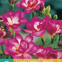 Freesia Dubbel Roze - 15 Bollen