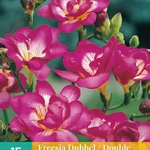 Freesia Double Pink - 15 Bulbs