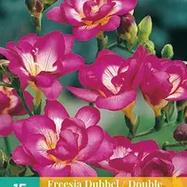 Freesie Doppelt Rosa - 15 Blumenzwiebeln