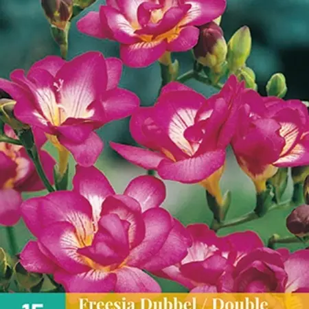 Freesia Dubbel Roze - 15 Bollen - Zomerbloeiers Kopen Vanaf 2,99? Garden Select