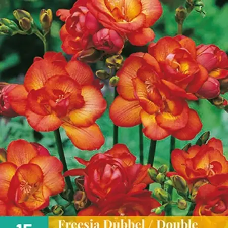 Freesia Dubbel Rood - 15 Bollen - Geurende Snijbloemen Kopen? Garden Select
