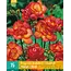 Freesia Double Red - 15 Bulbs - Buy Fragrant Cut Flowers? Garden Select