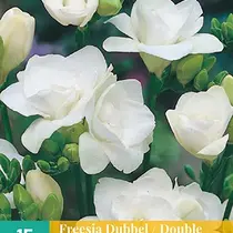 Freesia Dubbel Wit - 15 Bollen