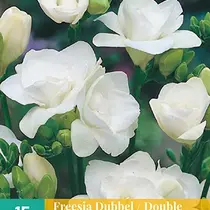 Freesie Double White - 15 Bulbs