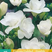 Freesie Doppelt Weiß - 15 Blumenzwiebeln