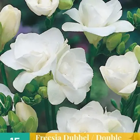 Freesia Double White - 15 Flowerbulbs - Buy Fragrant Cut Flowers?