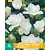 Freesie Double White - 15 Bulbs