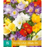 Freesia Single Mix - Einzelblume - Blumenzwiebeln von 2,99 - Garden-Select.com