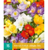 Freesia Single Mix - Enkelbloemig - Bloembollen Al Vanaf 2,99 - Garden-Select.com