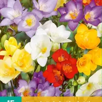 Freesia Single Mix - 15 Blumenzwiebeln
