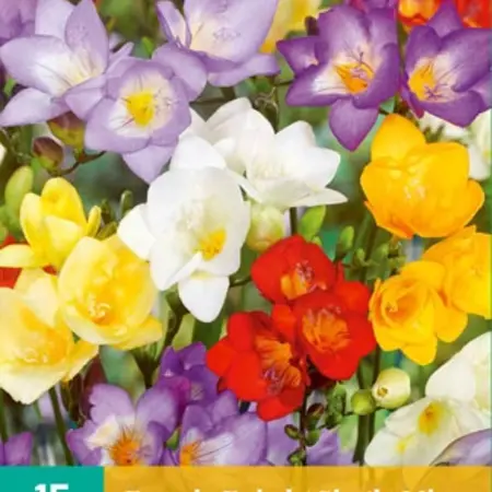 Freesia Single Mix - Single Flower - Bulbs From 2,99 - Garden-Select.com