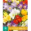 Freesia Single Mix - Einzelblume - Blumenzwiebeln von 2,99 - Garden-Select.com
