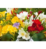 Freesia Single Mix - Einzelblume - Blumenzwiebeln von 2,99 - Garden-Select.com