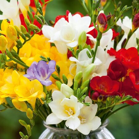 Freesia Single Mix - Einzelblume - Blumenzwiebeln von 2,99 - Garden-Select.com