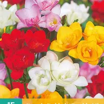 Freesia Double Mix - 15 Bulbs
