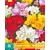 Freesia Dubbel Mix - 15 Bollen