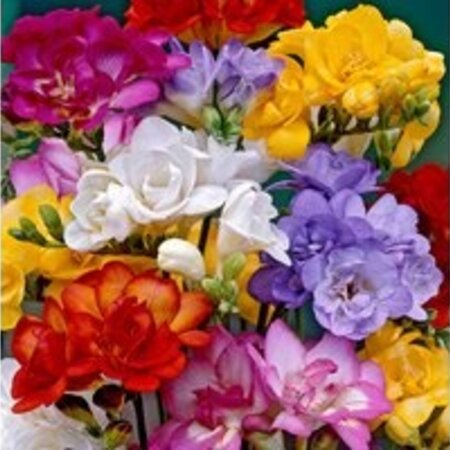 Freesia Double Mix - 15 Bulbs - Buy cheap bulbs? Garden-Select.com