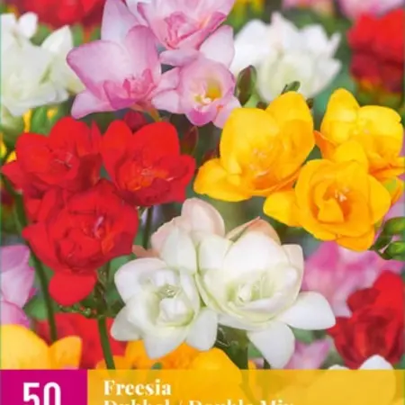 Freesia Double Mix - 50 Bulbs - Buy Flower Bulbs Affordably? Garden-Select.com