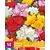 Freesia Dubbel Mix - 40 Bollen