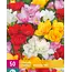 Freesia Dubbel Mix - 40 Bollen - Voordelig Bloembollen Kopen? Garden-Select.com