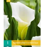 Zantedeschia - Crystal Clear - Calla's - Aronskelk - Binnen /  Buitenplant Kopen?