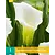 Zantedeschia - Crystal Clear - 1 Bol