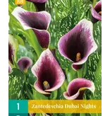 Zantedeschia - Dubai Nights - Hybrid Blumenzwiebeln kaufen? Innen und Außen