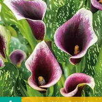 Zantedeschia - Dubai Nights - 1 Blumenzwiebel