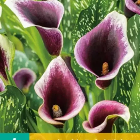 Zantedeschia - Dubai Nights - Hybrid Blumenzwiebeln kaufen? Innen und Außen