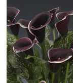 Buy Zantedeschia - Dubai Nights - Hybrid Flower Bulbs? Indoor and Outdoor